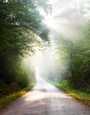 Path in the woods